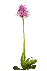 Naked Man orchid plant - Orchis italica