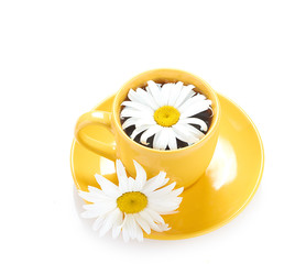 fresh tea camomile flowers