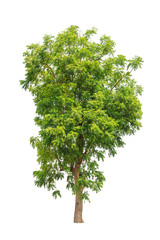 Neem plant (Azadirachta indica), tropical tree in Thailand