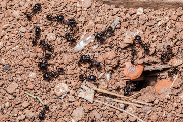 ant's teamwork