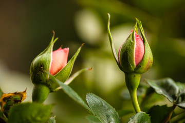 rosebuds