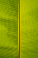 Banana Leaf