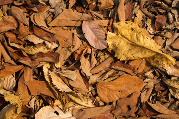 Leaves