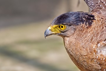 Pportrait of a Golden Eagle  Aquila chrysaetos