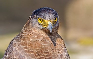 Close up portrait of a captive Golden Eagle  Aquila chrysaetos