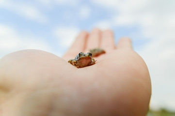 Fototapeta premium frog