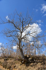 Arbol con forma peculiar en el bosque en primavera