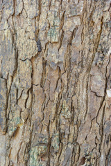 Detail bark of tree texture