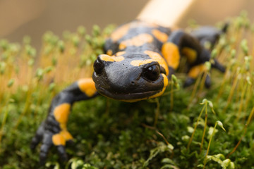 Feuersalamander
