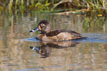 Female Ring-necked Duck