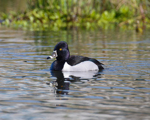Ring-necked Duck on the pond