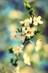 Photo of cherry flowers vintage view