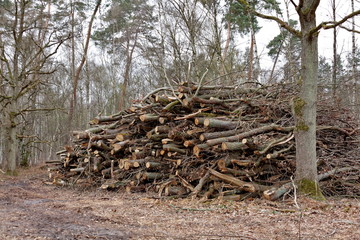 Branches coupées dans la forêt
