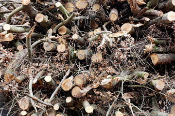 Tas de bois