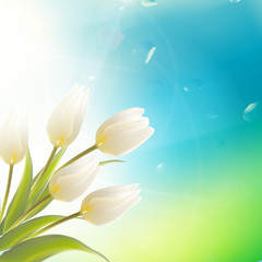 Fototapeta na wymiar Spring card with white tulips