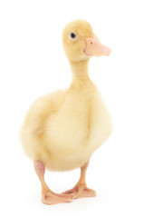 one duckling