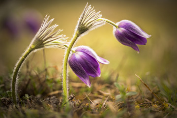 Pulsatilla Montana