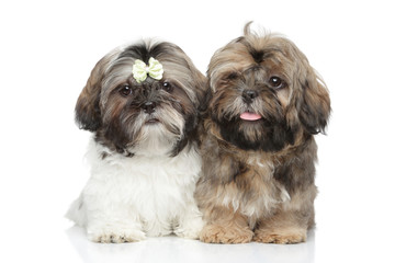 Shih-tzu puppies