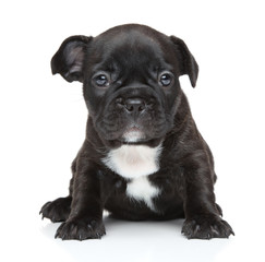 French bulldog puppy close-up portrait