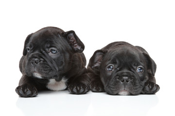 Obraz premium French bulldog puppies