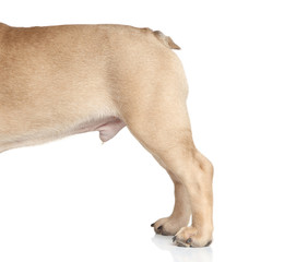 Fototapeta premium Dog body part