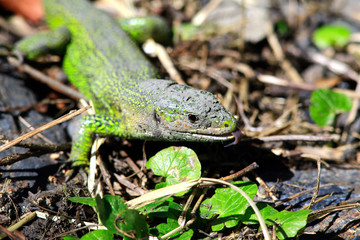 Lézard vert