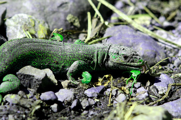 Lézard vert