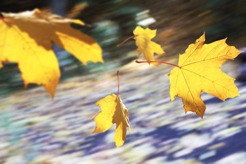 Autumn leaf fall