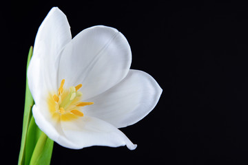 Beautiful white tulip isolated on black
