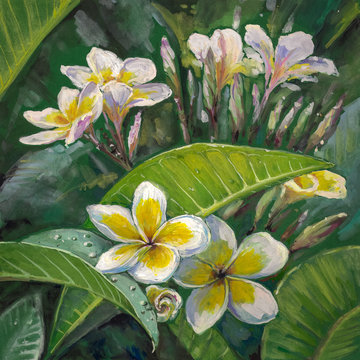 Plumeria flowers.Watercolors.