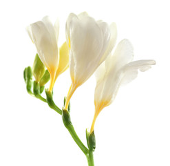 Beautiful freesia flowers, isolated on white