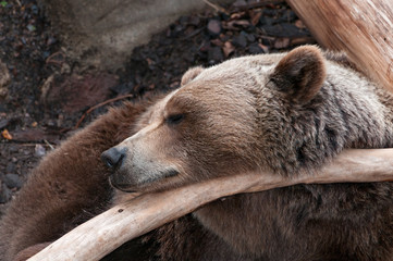 Fototapeta premium I bear resting