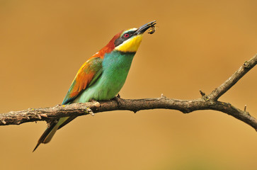 Bee eater