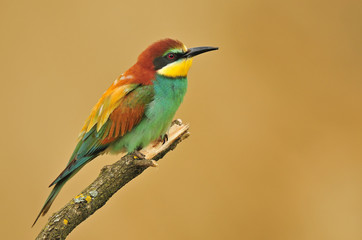 Bee eater