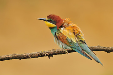 Bee eater