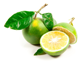 Gokuwase unshu, earliest of Japanese satsuma tangerines with ora