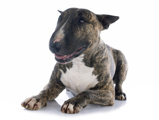 Obraz premium bull terrier