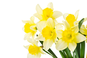 yellow daffodil isolated on a white background