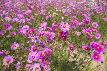 Cosmos flowers fields