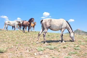 Fototapeta premium horses under clouds
