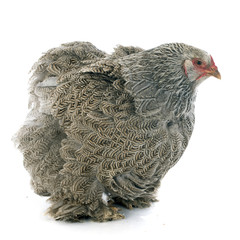 brahma chicken