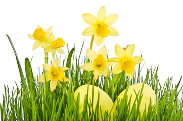Yellow Flowers and easter eggs. Daffodil flower or narcissus ove