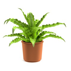 realistic 3d render of asplenium