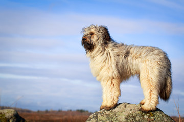 Pale yellow briard dog