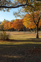 Cambridge, MA fall Landscape near Harvard University campus. - 63566892