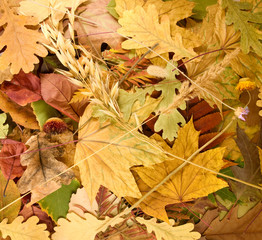 image of autumn leafs as a background