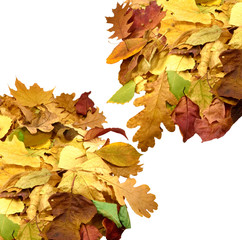 Isolated image of dried leaves on white background