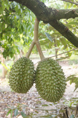 Fresh durian on its tree in the tropical orchard, Thailand