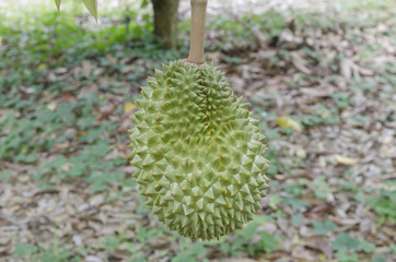 Fresh durian on its tree in the tropical orchard, Thailand
