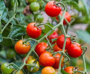 Branch of red and green tomatoes